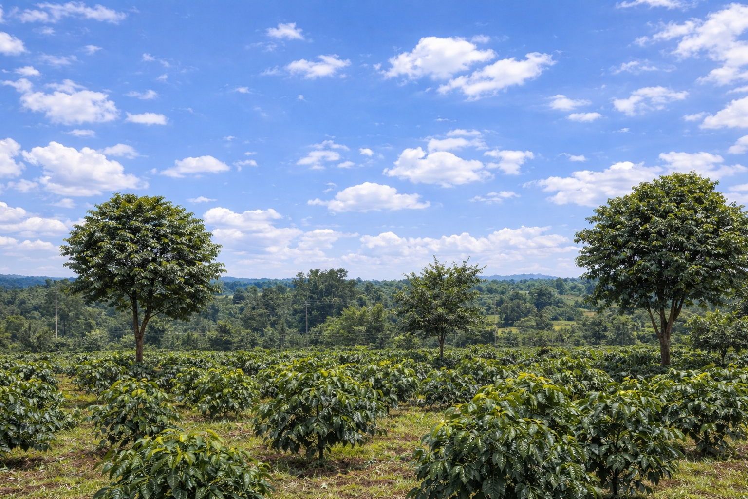 Coffee_plantation_intercropped_with_Cordia_and_macadamia.png